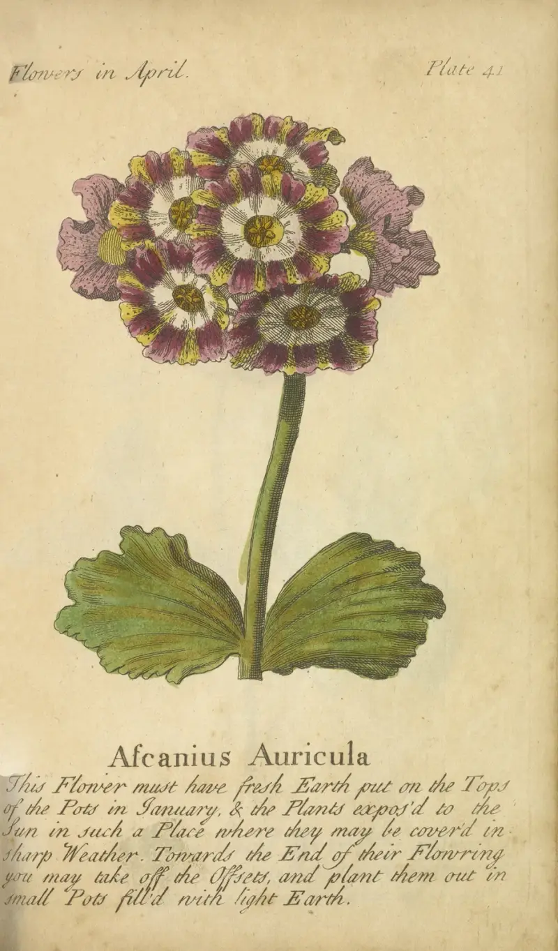 Ascanius Auricula von J. Duke