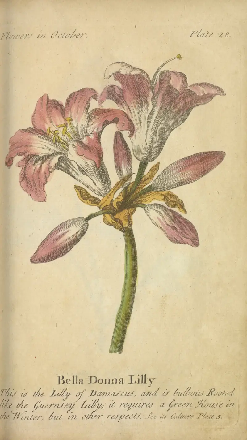 Bella Donna Lilly av J. Duke