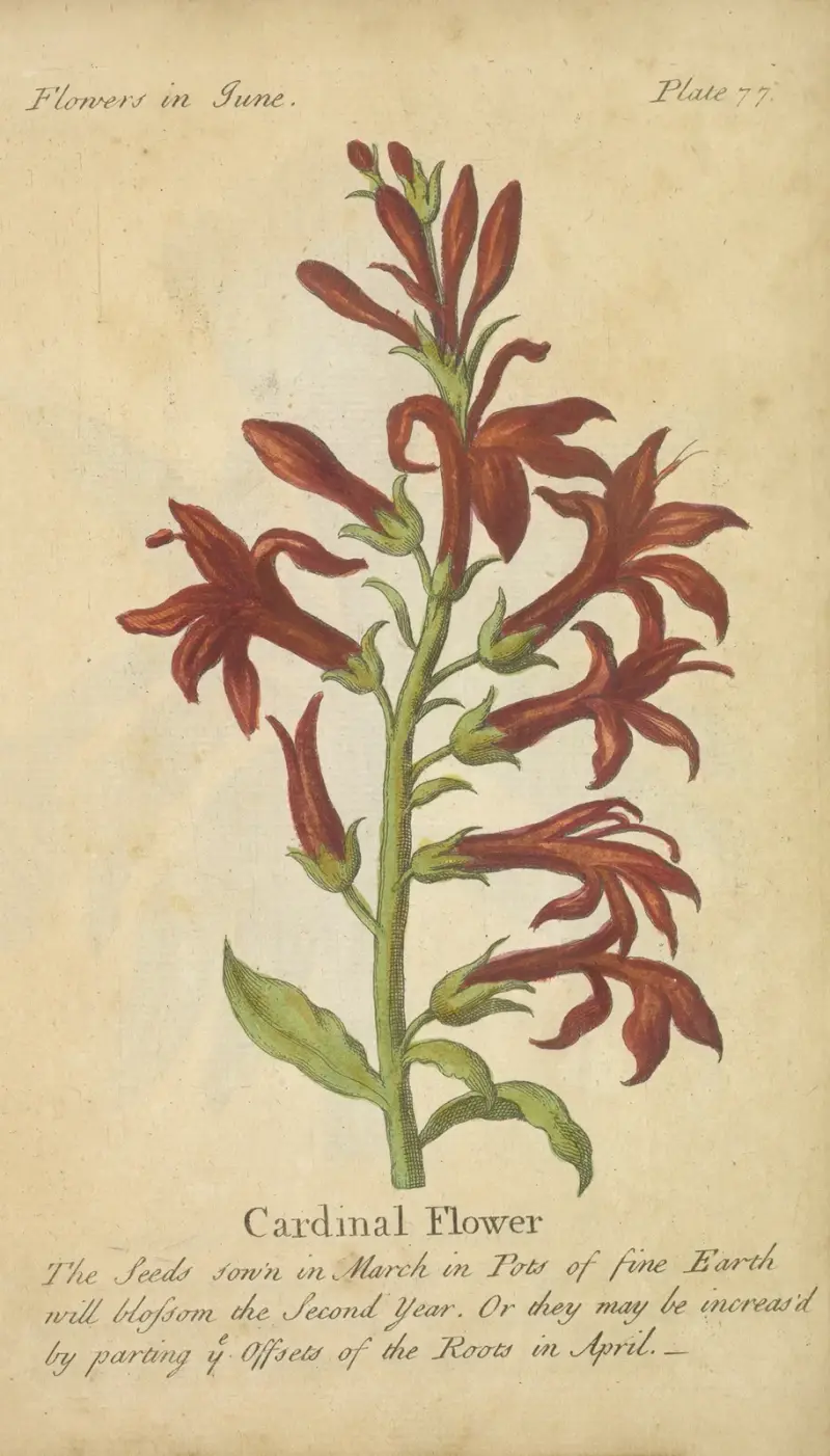 Kardinalblomma av J. Duke