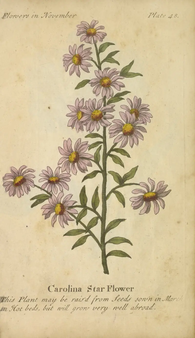 Carolina Star Flower, J. Duke