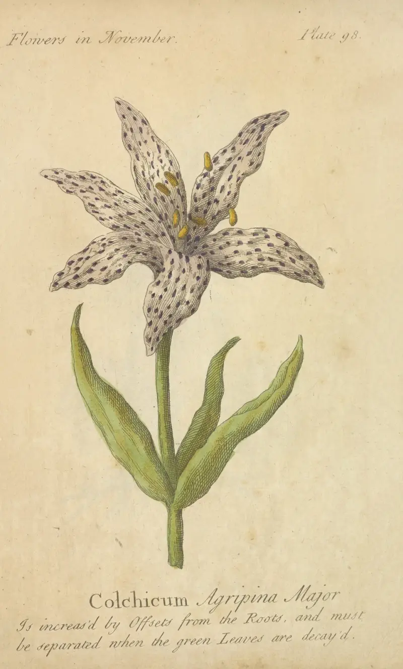 Colchium Agripina Major von J. Duke