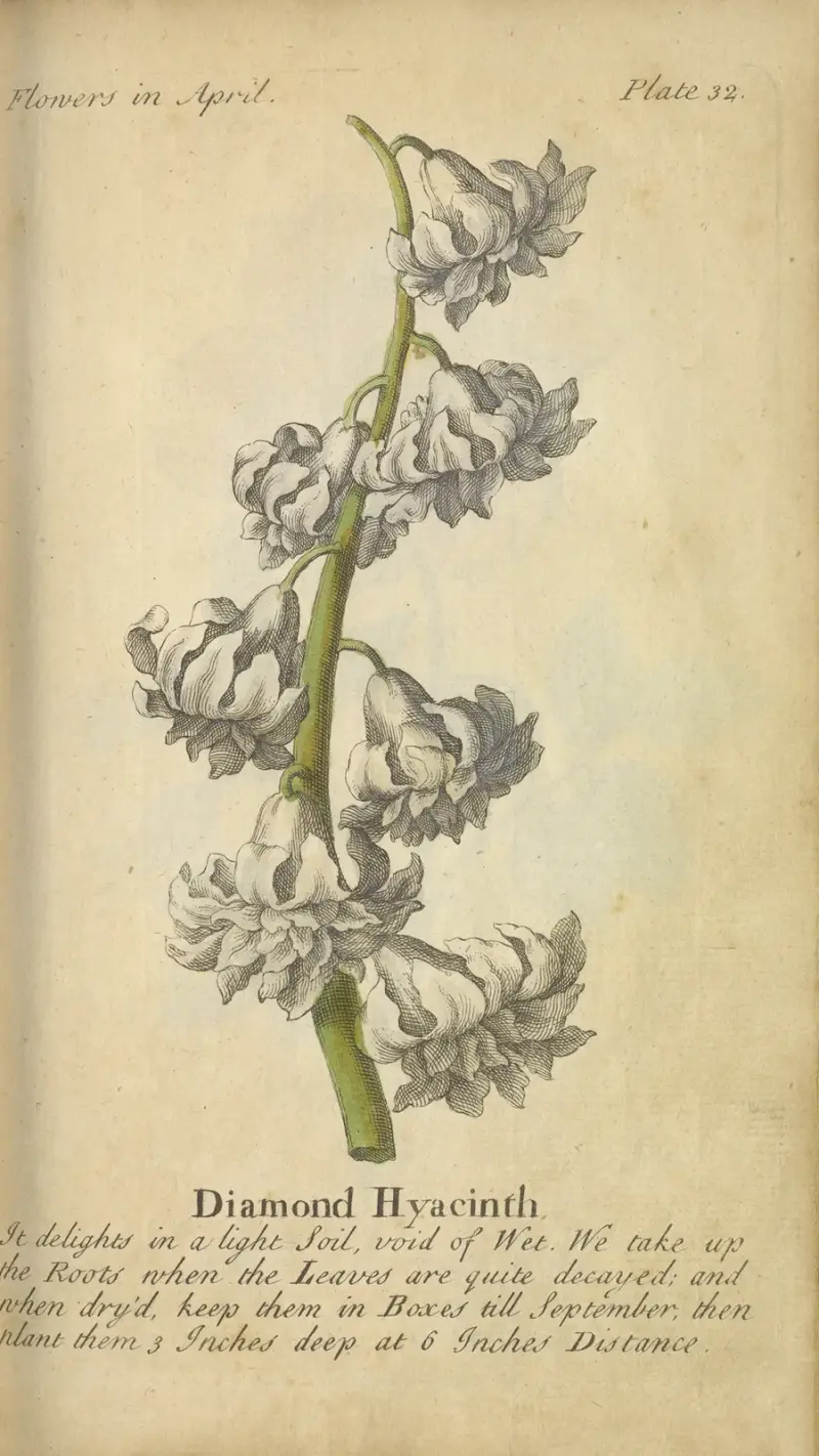 Diamond Hyacinth, av J. Duke