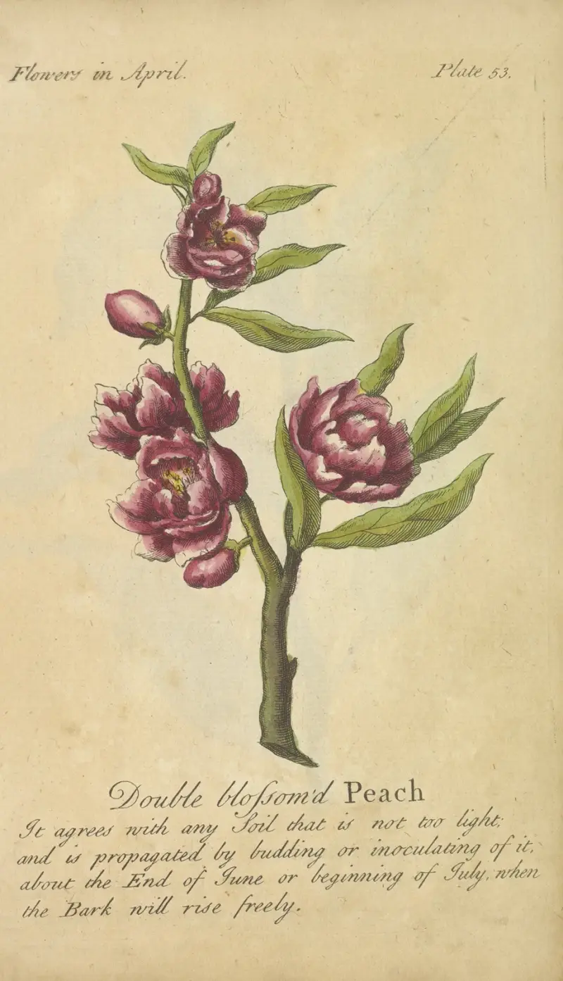 Dubbelblommig persika av J. Duke