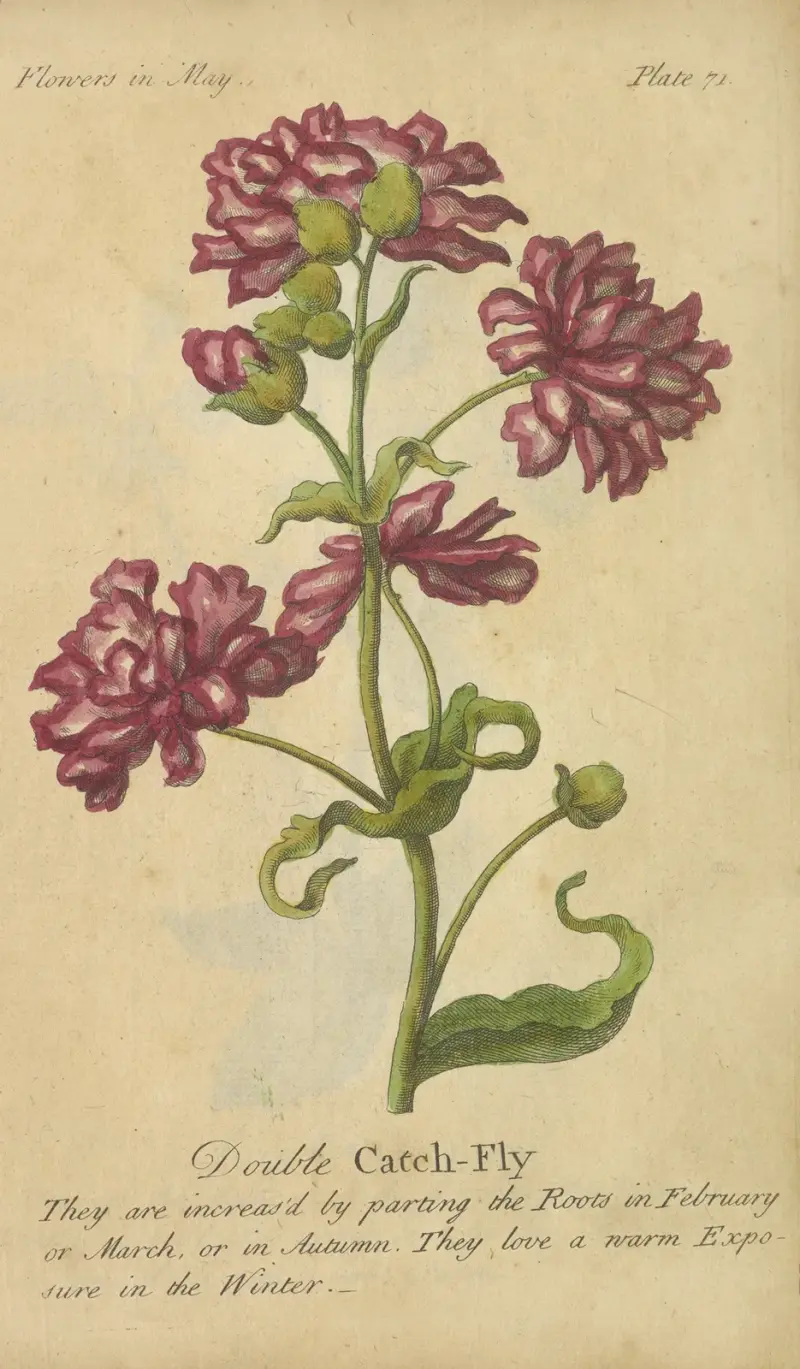 Dvojitá mucholapka, J. Duke