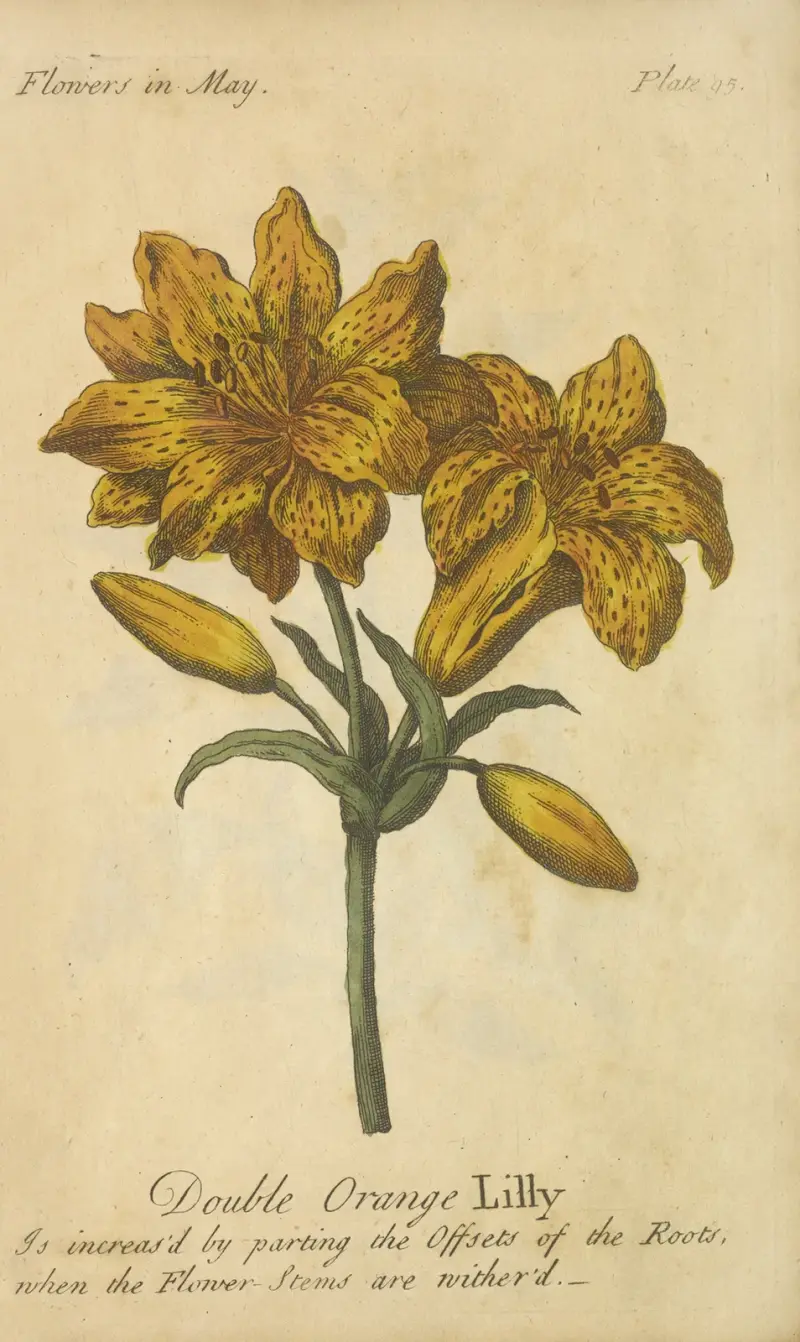 Podwójna pomarańczowa lilia, J. Duke