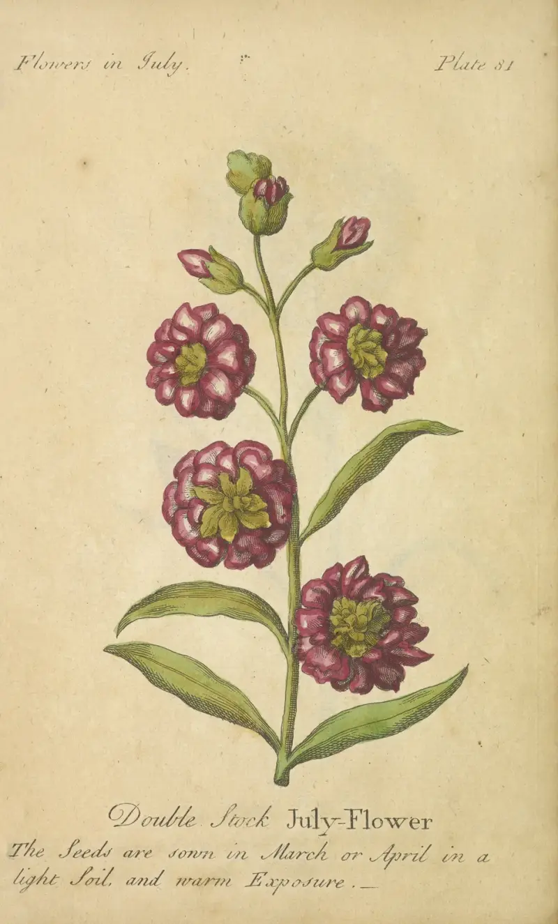 Gefüllte Levkoje Juli-Blume von J. Duke