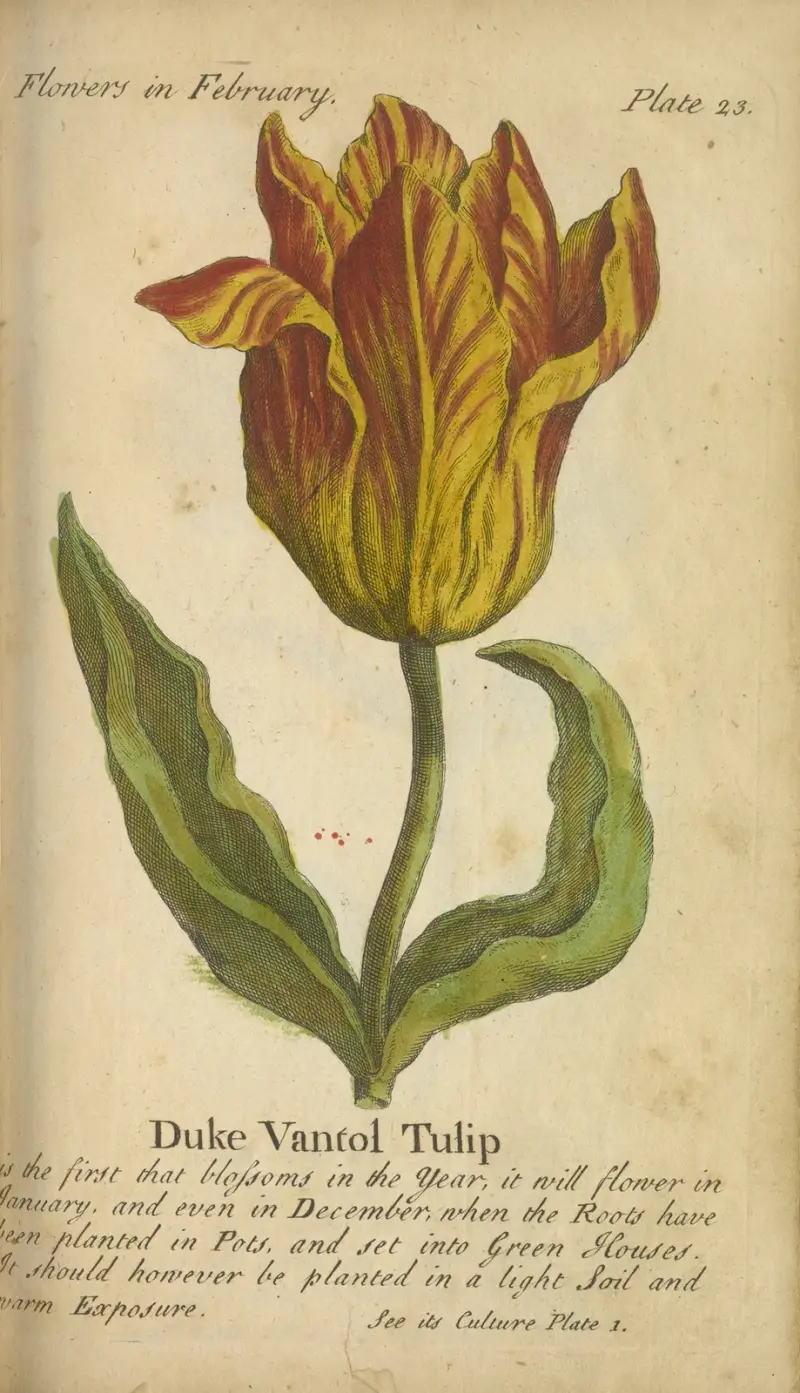 Duke Vantol Tulip av J. Duke
