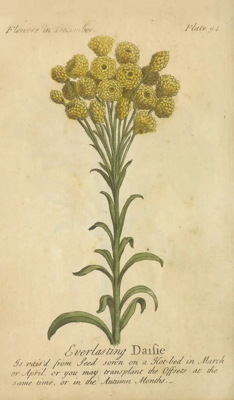 Wieczna stokrotka, J. Duke