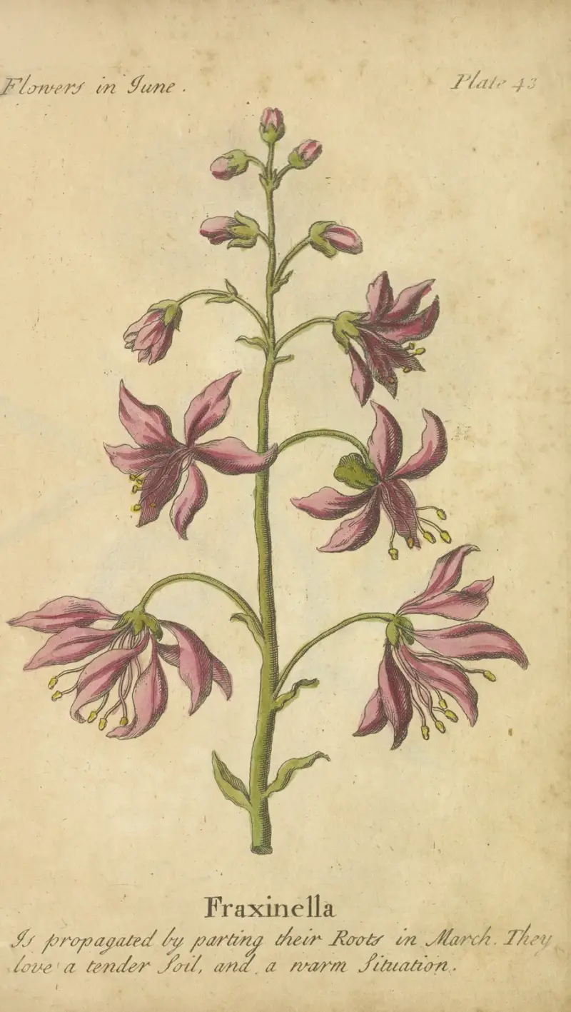 Fraxinella av J. Duke