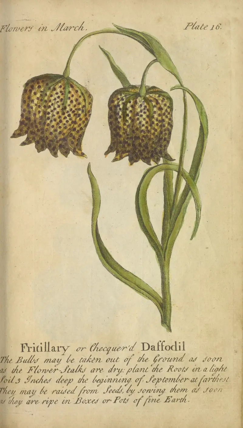 Fritillaria eller rutig påsklilja av J. Duke