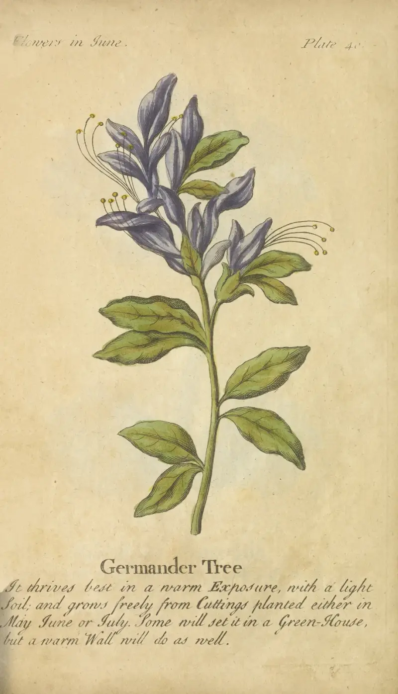 Germander Tree av J. Duke