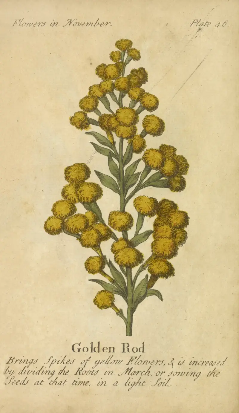 Golden Rod av J. Duke