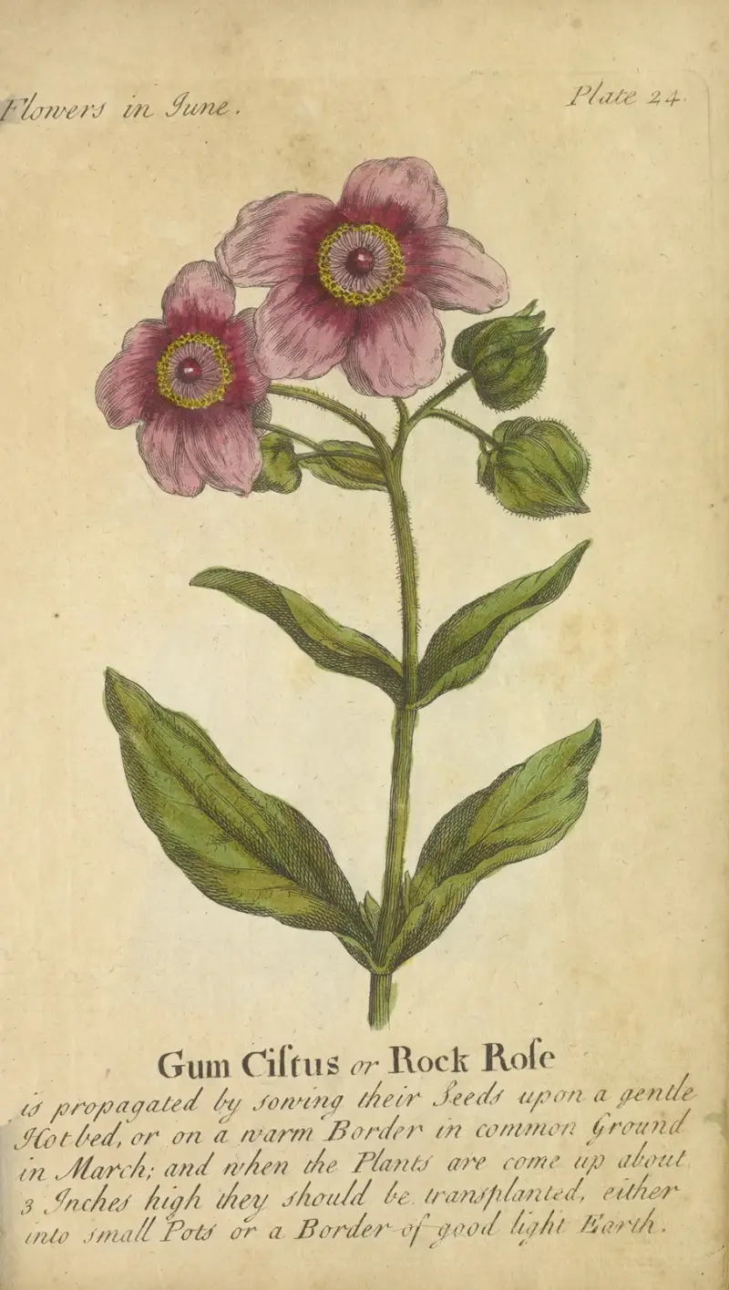 Gum Cistus eller Rock Rose av J. Duke