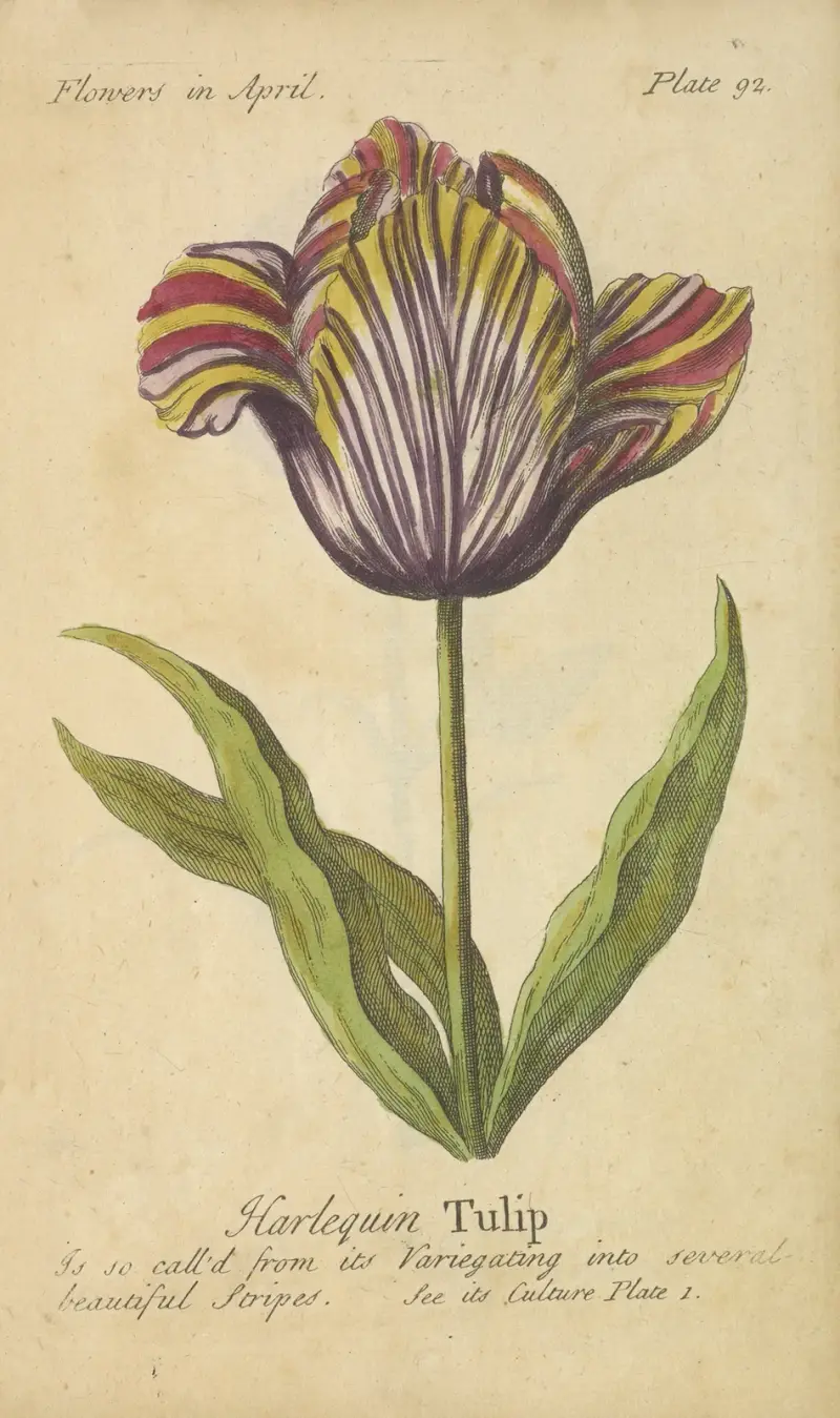 Harlekin-Tulpe von J. Duke