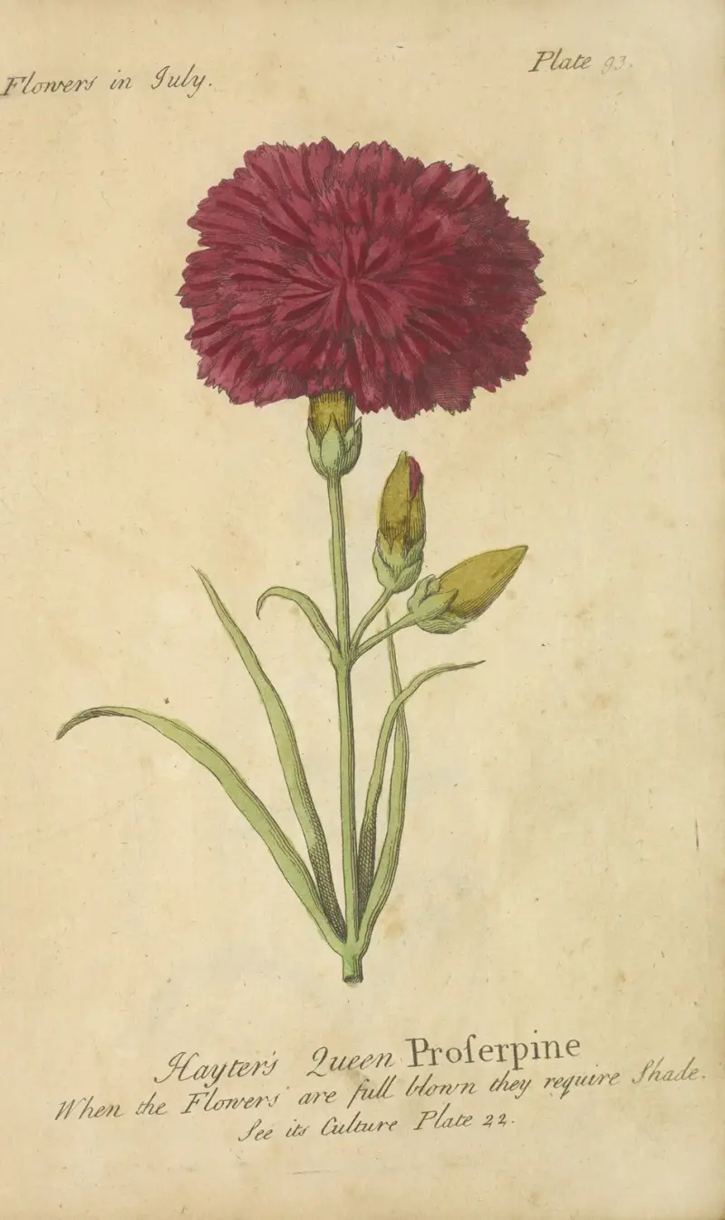 Hayterova královna Proserpina, J. Duke