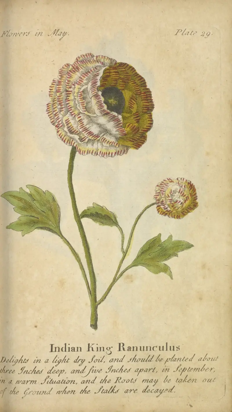 Indian King Ranunculus av J. Duke