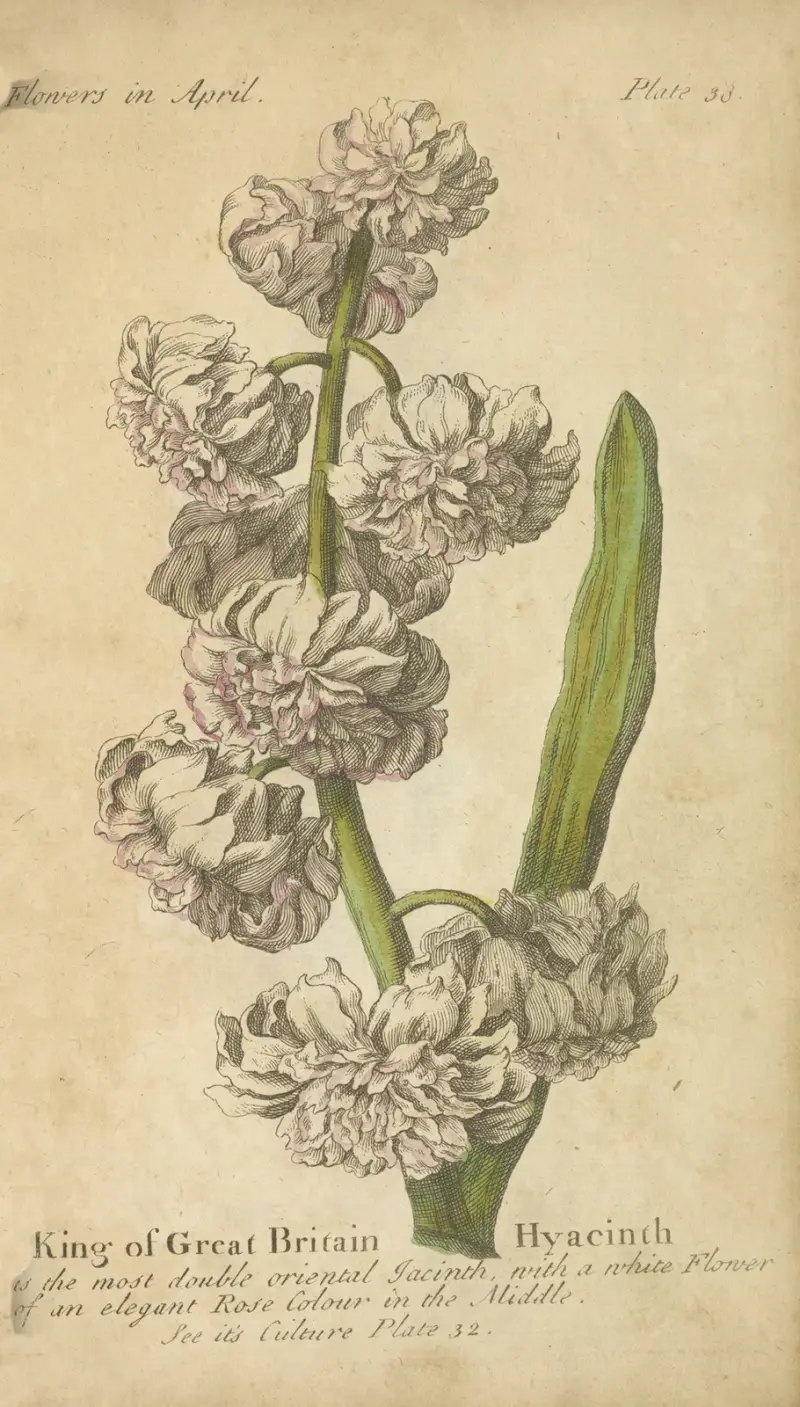 King og Great Britain Hyacinth av J. Duke