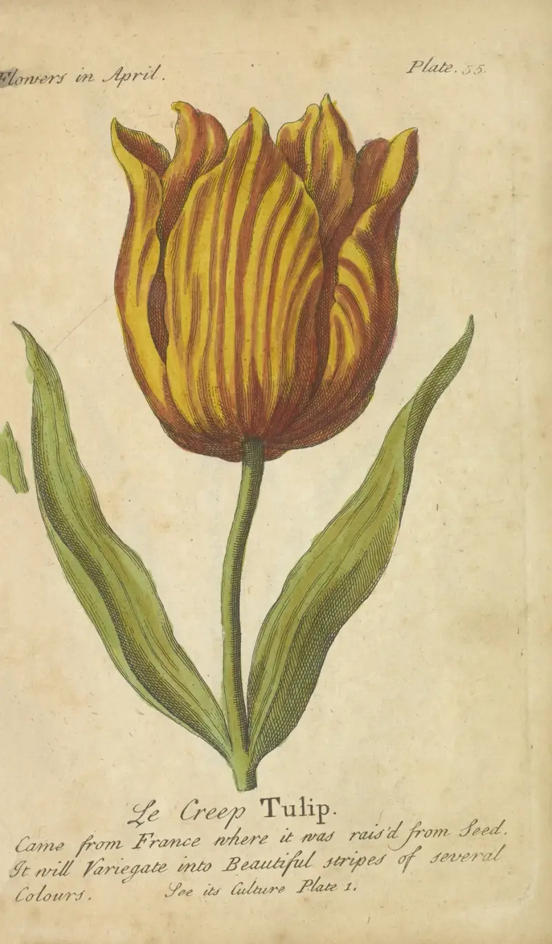 Le Creep Tulip av J. Duke