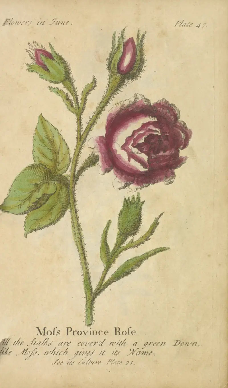 Moss Province Rose av J. Duke