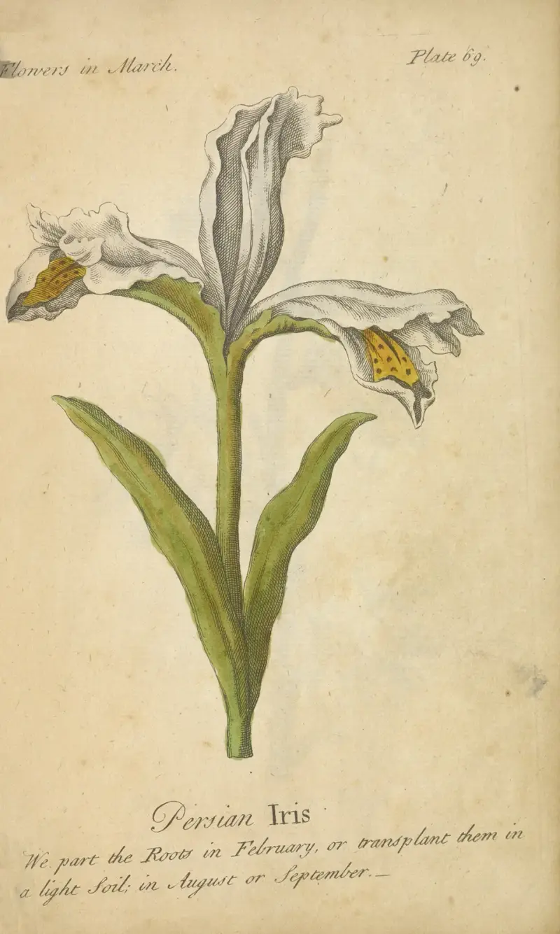 Persian Iris av J. Duke