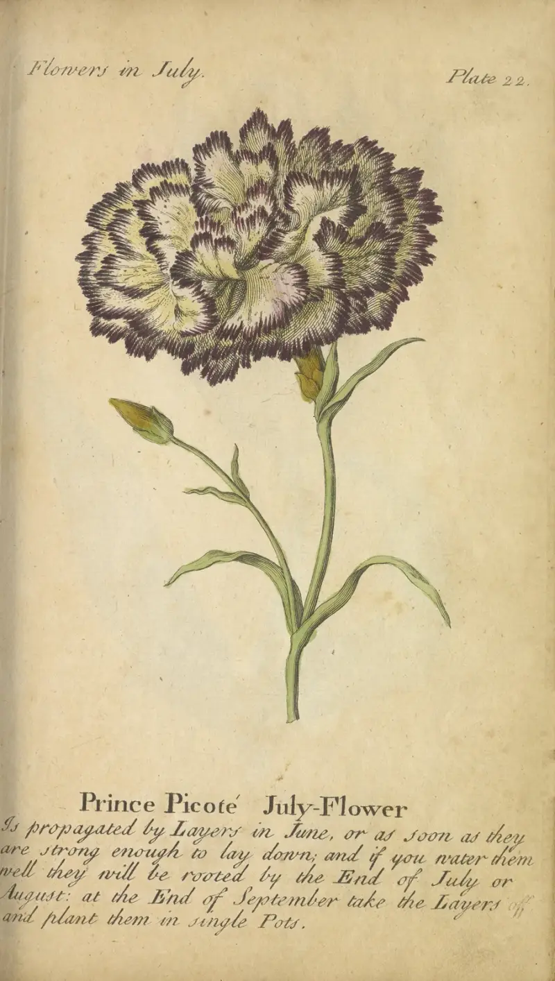 Prins Picote July-Blomma av J. Duke
