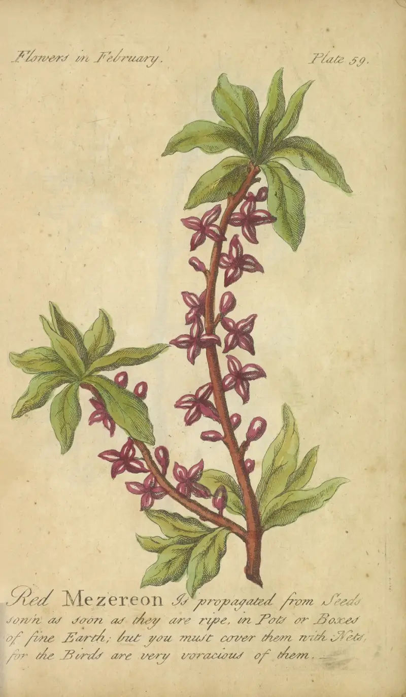 Rote Mezeron von J. Duke