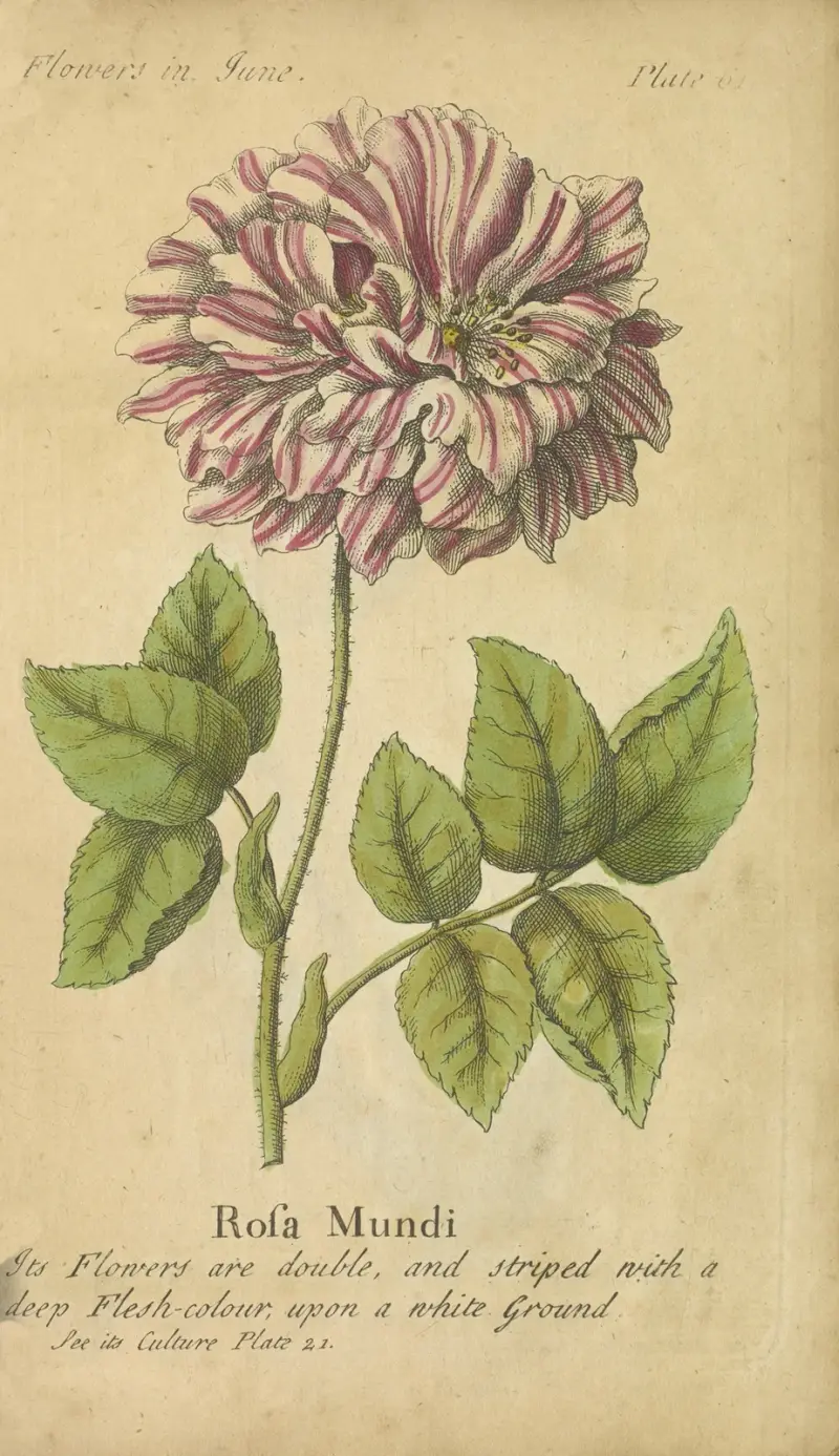 Rosa Mundi av J. Duke