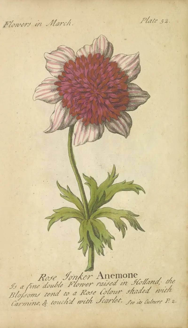 Rose Tonker Anemone von J. Duke