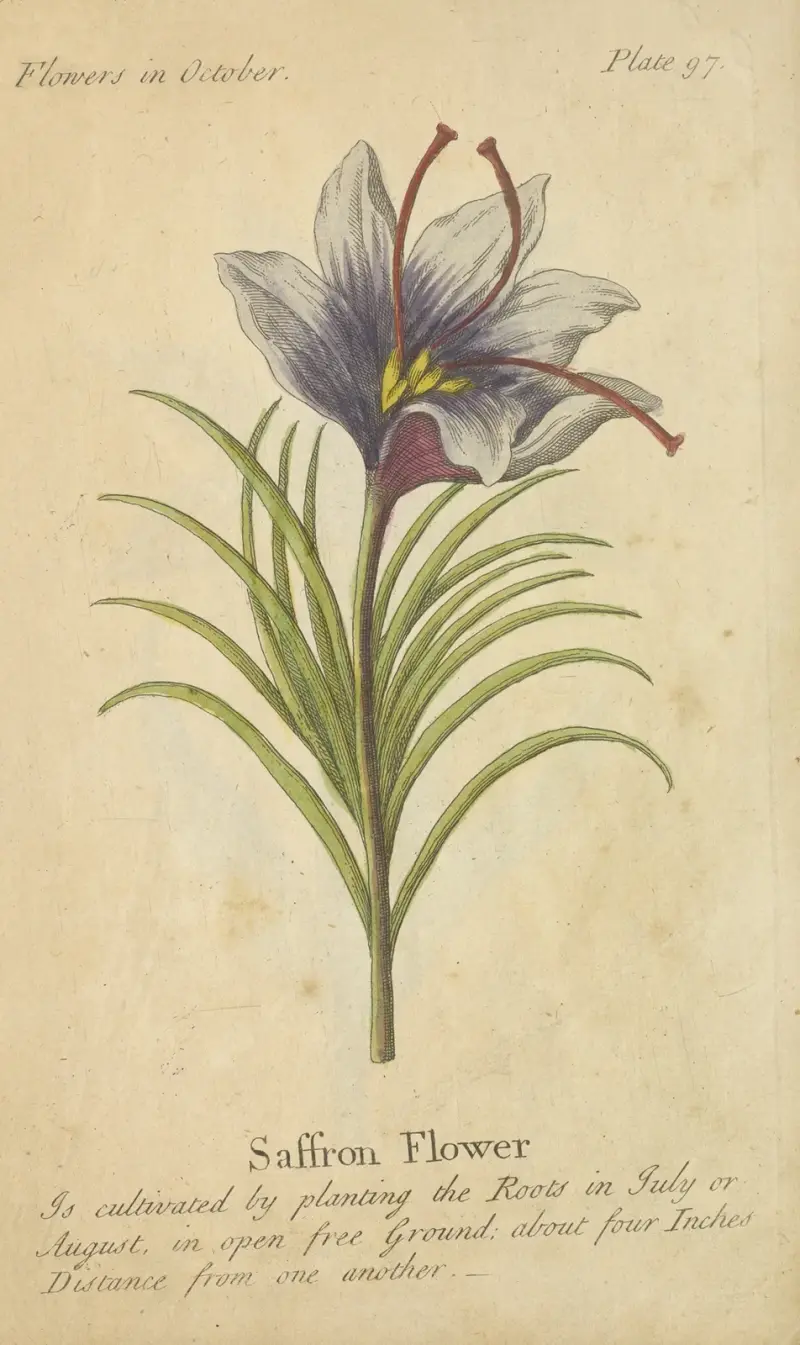 Saffransblomma av J. Duke