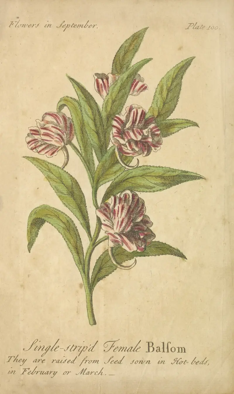 Single-striped Female Balsom av J. Duke