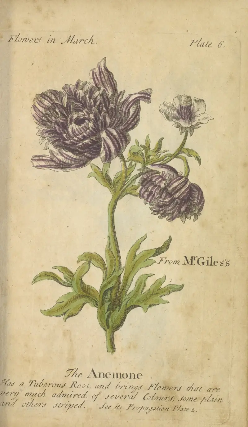 Anemonen av J. Duke
