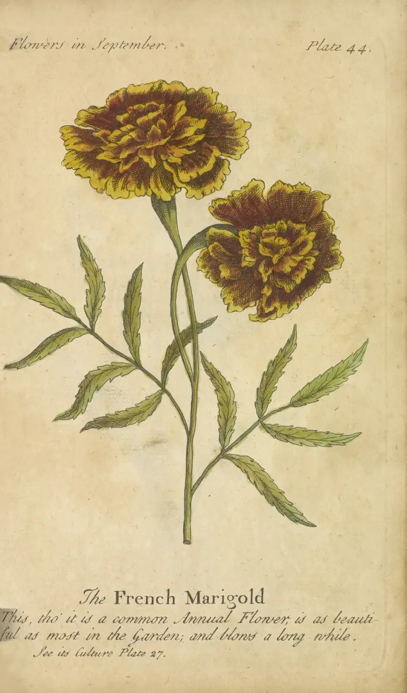 The French Marigold av J. Duke
