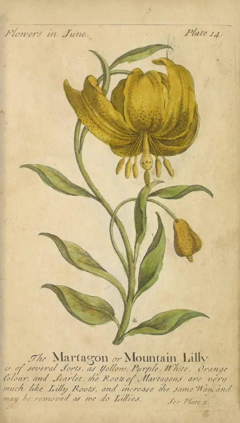 Martagonlilja av J. Duke