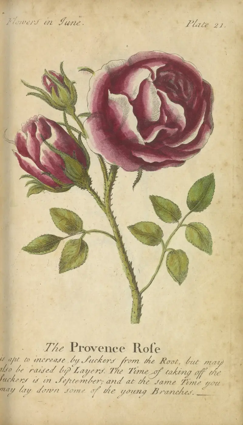 Provence-rosen av J. Duke