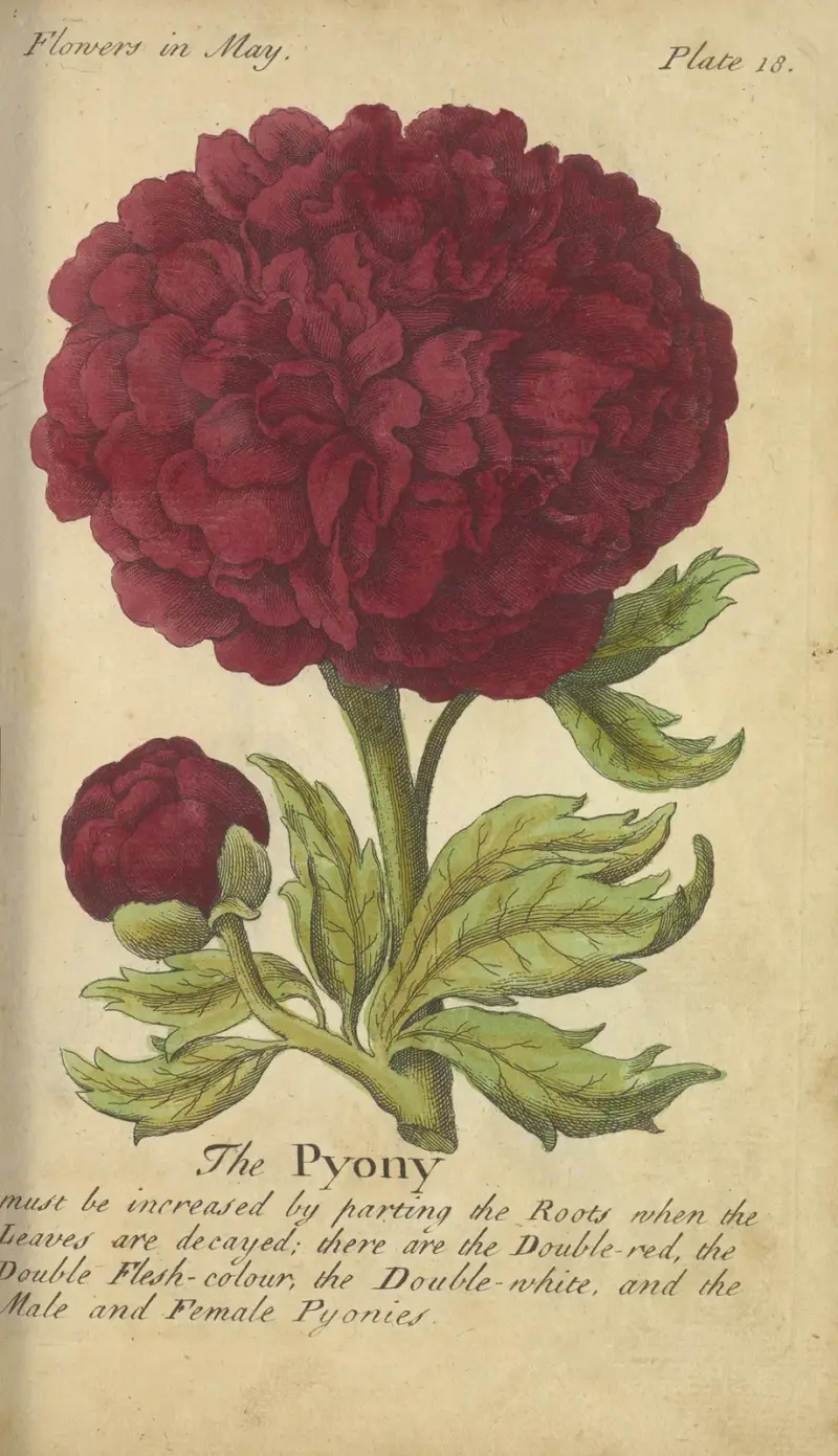 The Pyony av J. Duke