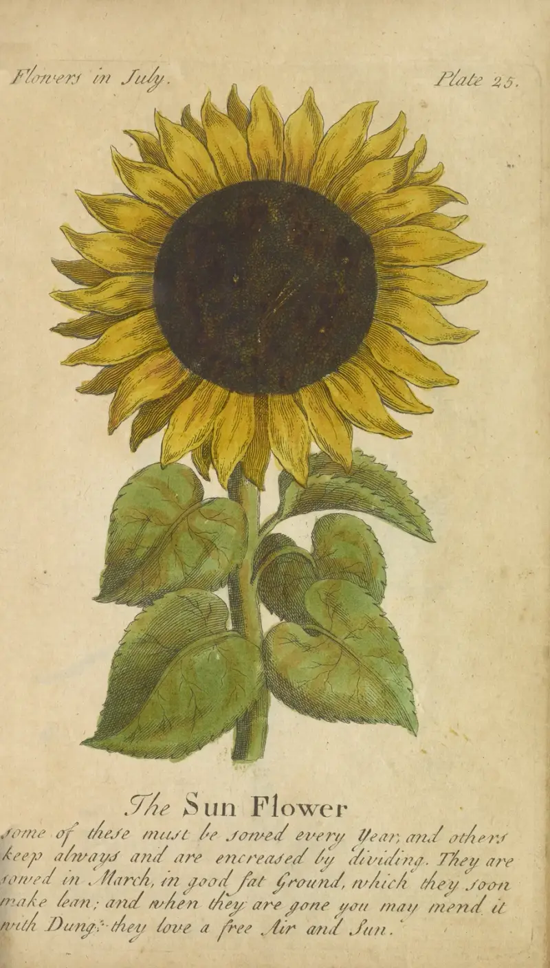 Solrosen av J. Duke