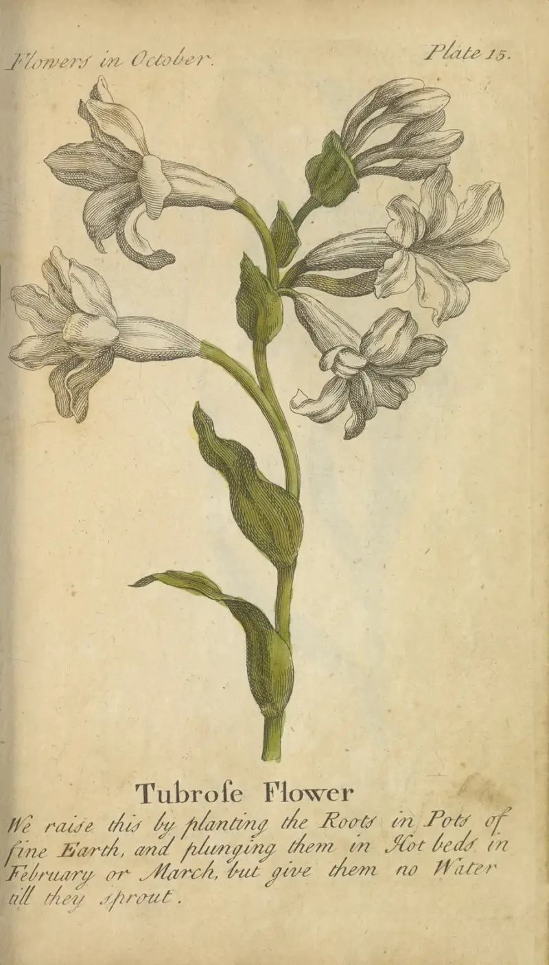 Tubrose Flower av J. Duke