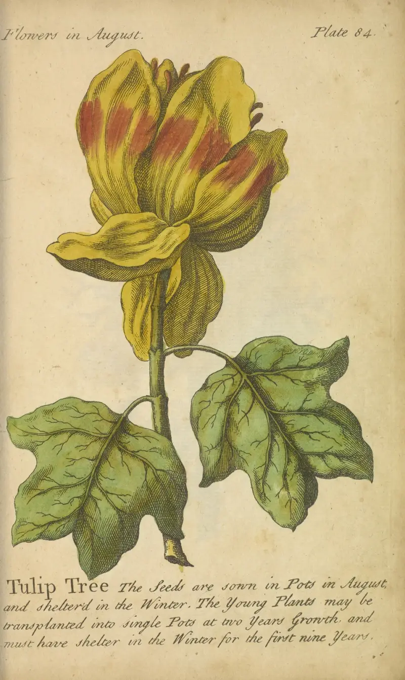 Tulipánovník, J. Duke