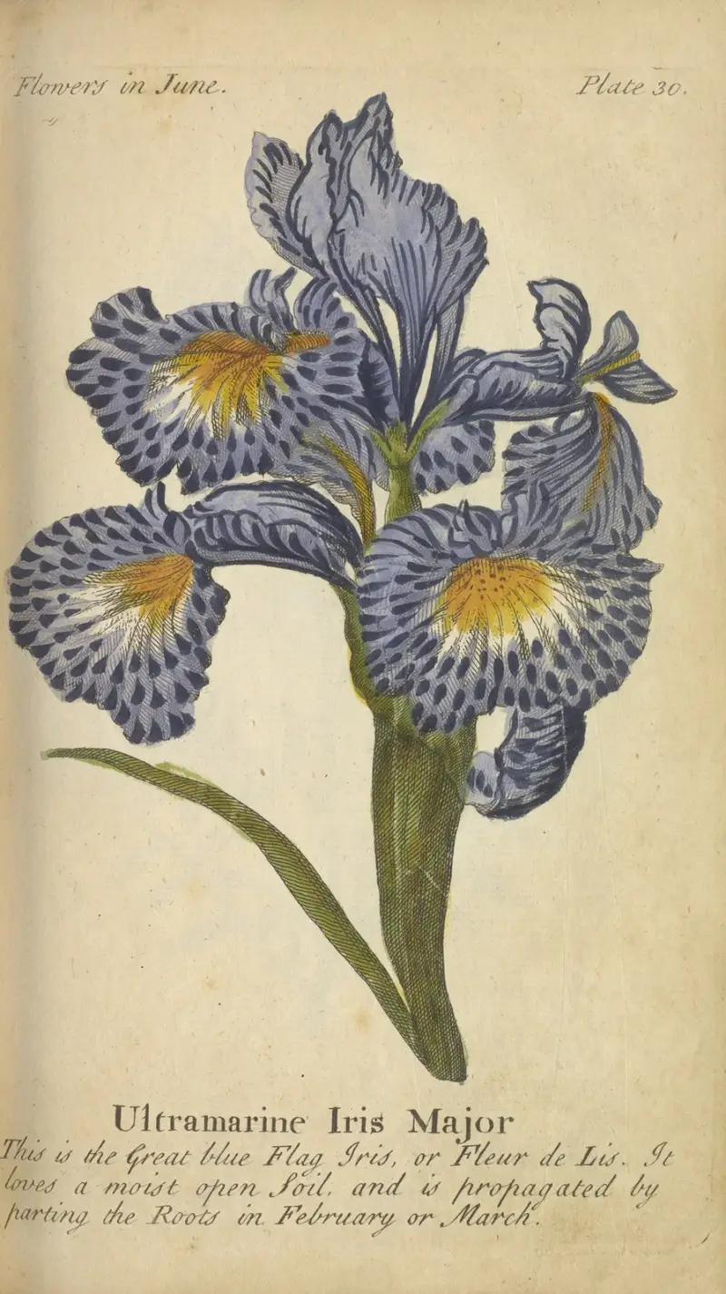 Ultramarin Iris Major av J. Duke