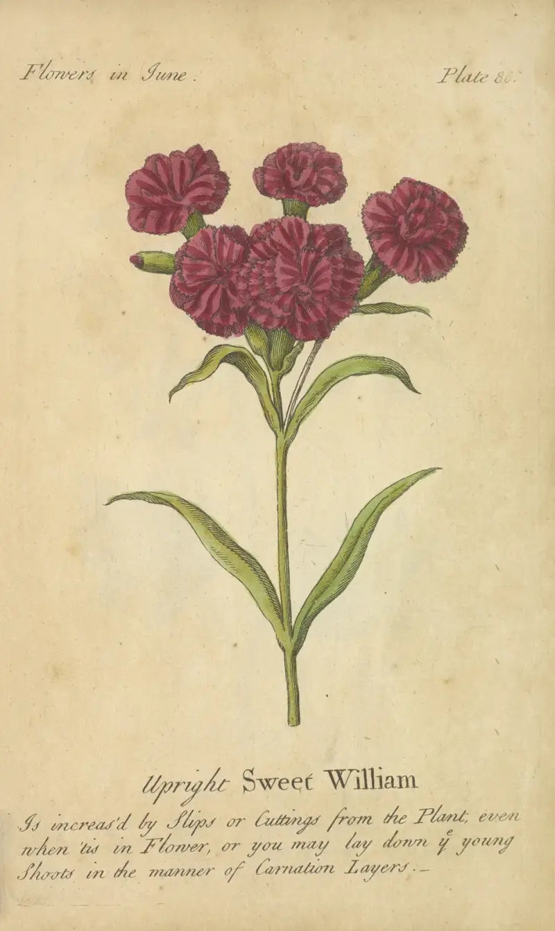 Upright Sweet William, J. Duke