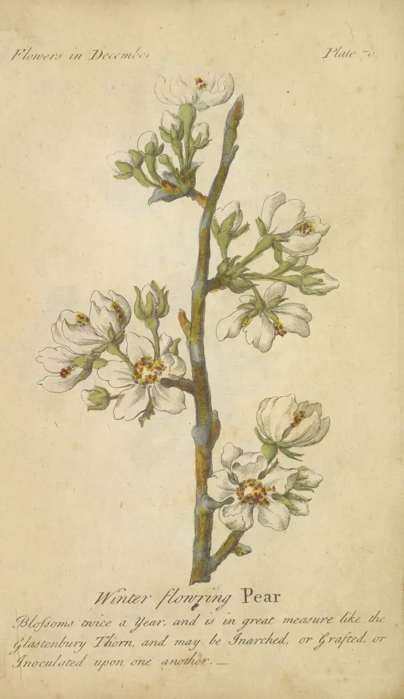 Vinterblommande päron av J. Duke
