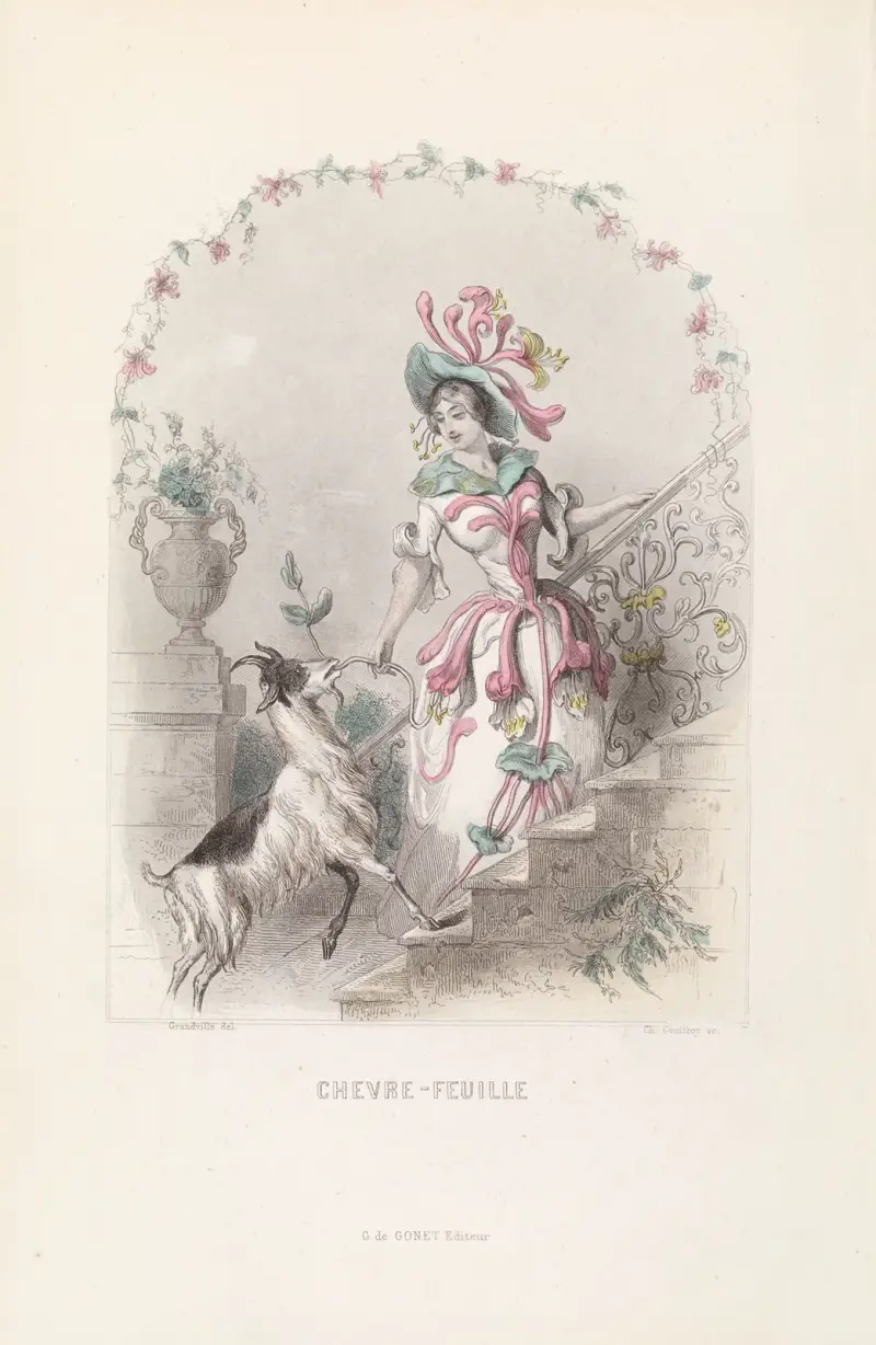 Geißblatt von J. J. Grandville