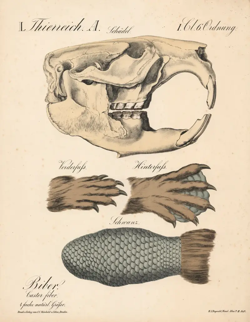 Bobr. Castor fiber, H.J. Ruprecht