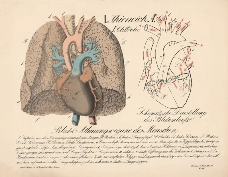 Blut und Atmungsorgane des Menschen. Schematische Darstellung des Blutumlaufs av H.J. Ruprecht