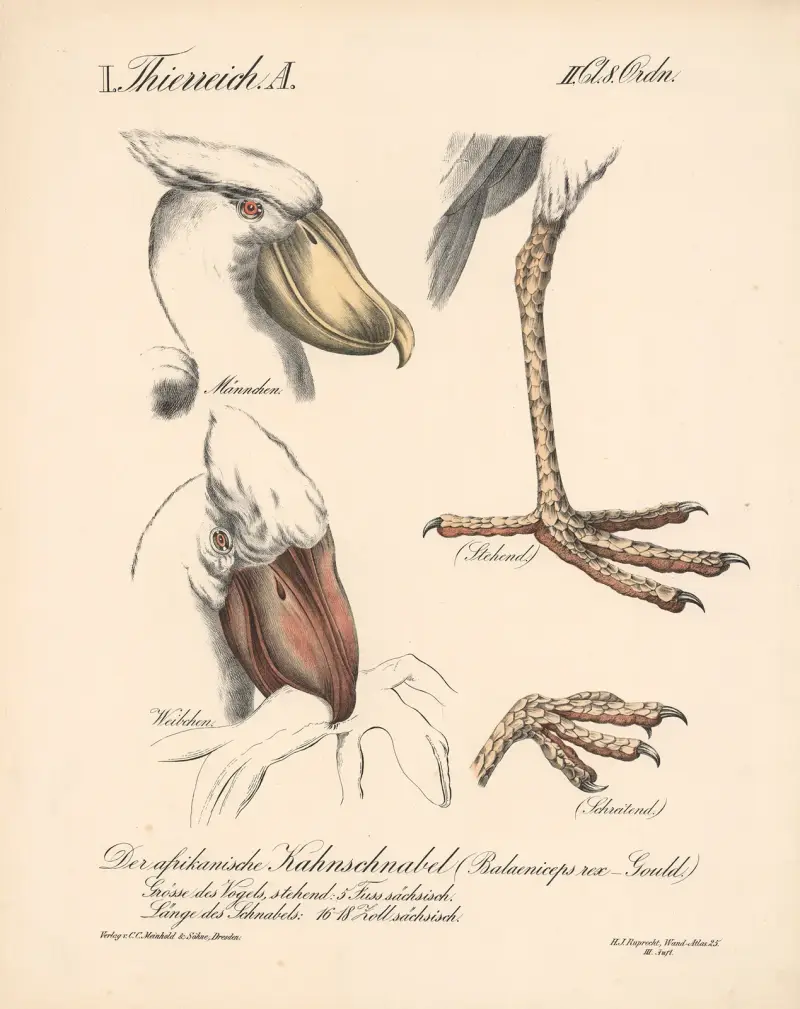 Der afrikanische Kahnschnabel (Balaeniceps rex – Gould.) av H.J. Ruprecht
