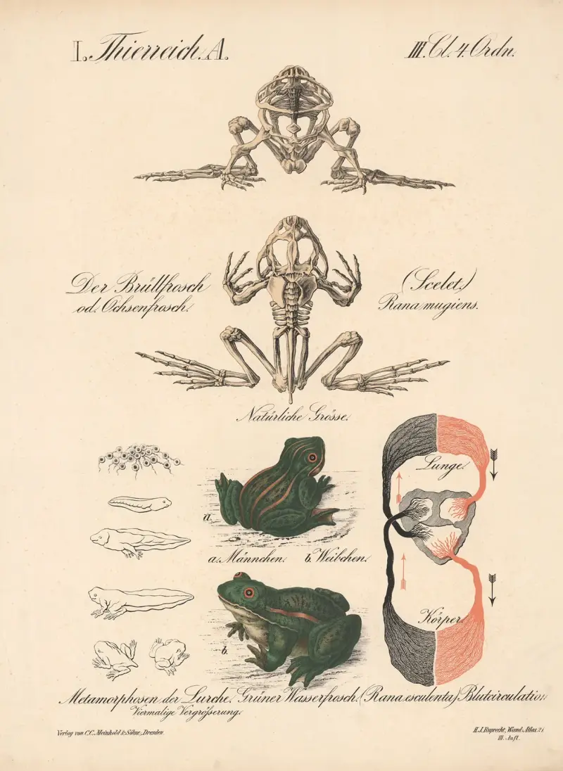 Der Brüllfrosch oder Ochsenfrosch (Skelett) Rana mugiens, Grüner Wasserfrosch (Rana esculenta) von H.J. Ruprecht