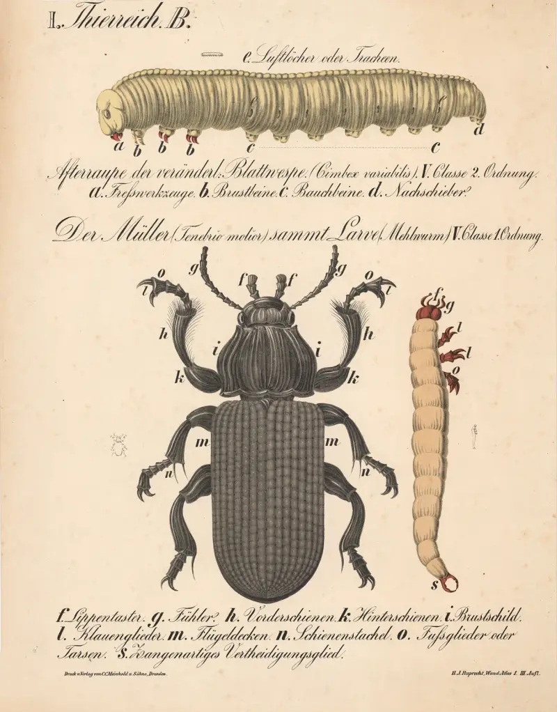 Mjölonbaggen (Tenebrio molitor) av H.J. Ruprecht