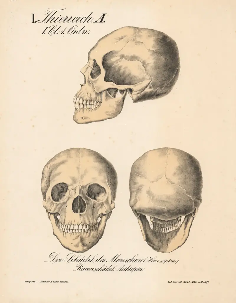 Der Schädel des Menschen (Homo sapiens). Rassenschädel; Äthiopier von H.J. Ruprecht