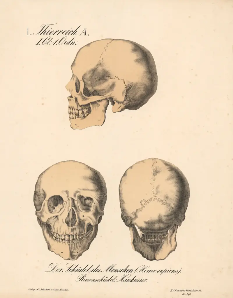 Der Schädel des Menschen (Homo sapiens). Rassenschädel; Kaukasier von H.J. Ruprecht