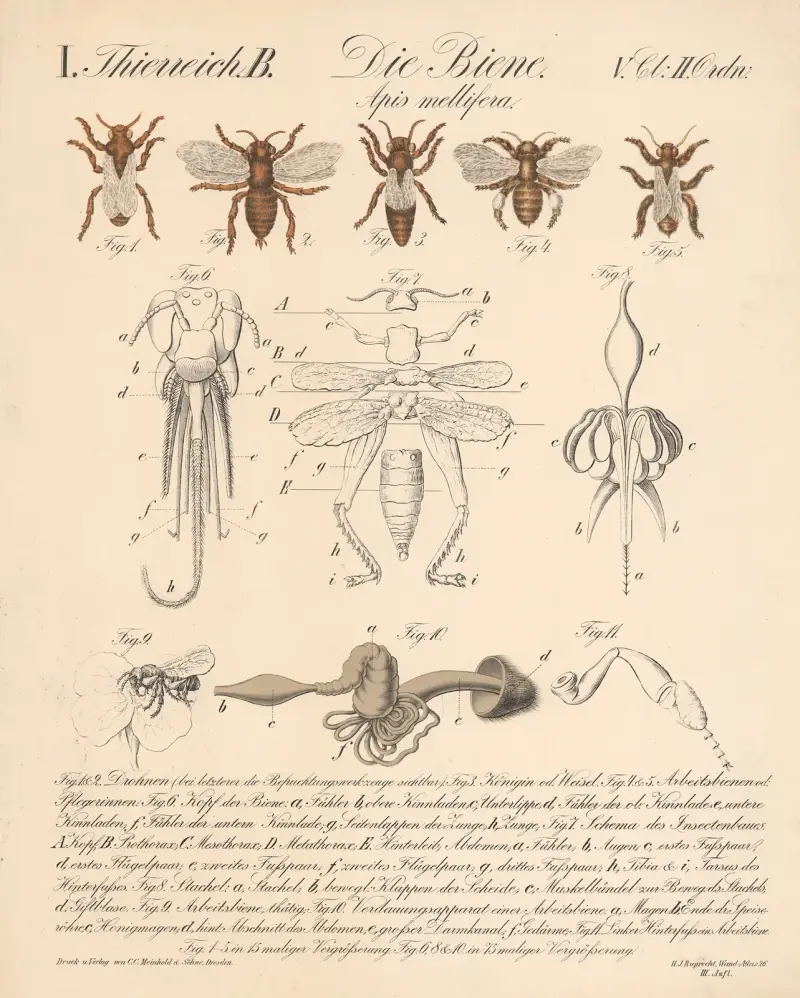 Die Biene. Apis mellifera av H.J. Ruprecht